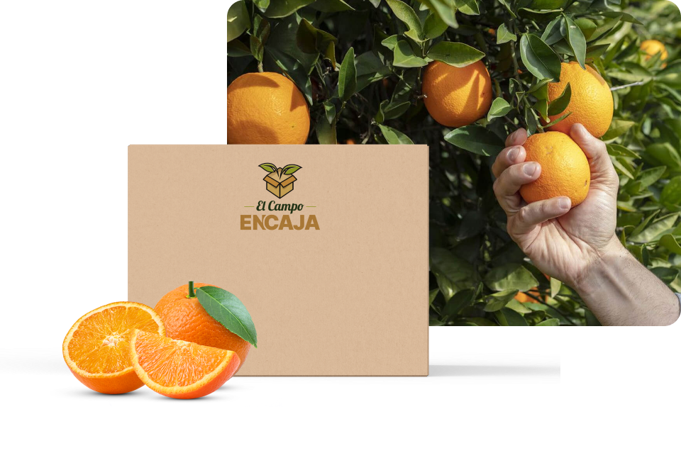 Grupo Naranjas